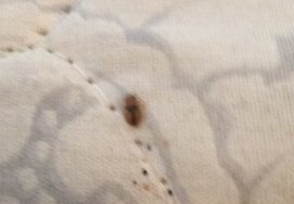 bed bug fecal matter