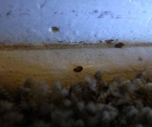 What Does a Bed Bug look Like? - Bedbug Inspector : Canine  